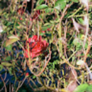 Meet your Posher, Molly